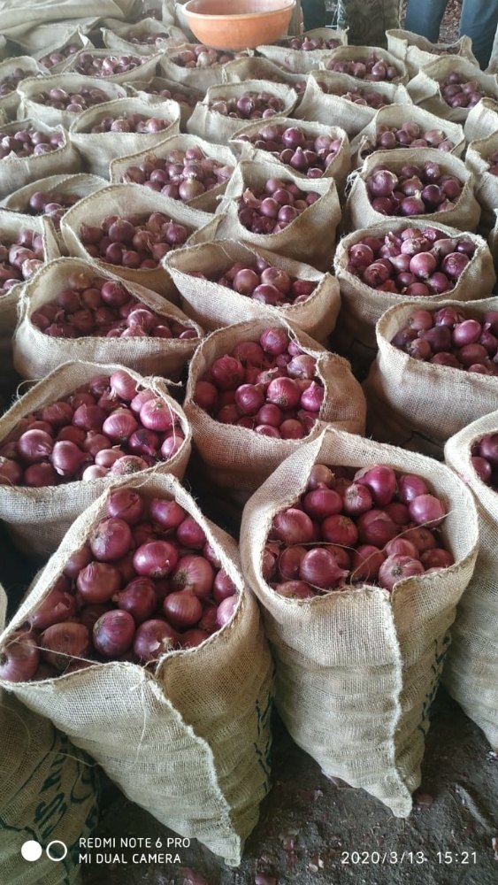 Premium Nashik Red Onions for Export